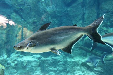 top 10 largest freshwater fish.